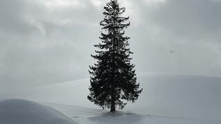 Winter solstice - serene lone tree in snowy hokkaido landscape | Trending HD Video