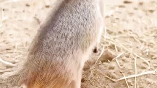 Jerboa Bodycam Enters Underground Colony | Real Animal POV Research Footage  #Jerboa #AnimalPOV #WildlifeResearch #aivedio