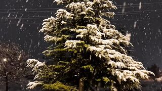 Winter Coat - snowy pine tree at night in winter storm | Trending HD Video