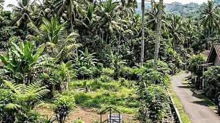 Rumah Minimalis Mode Kolam Renang dan Taman Tropis”. #shorts #shortvideo #interiordesign #design