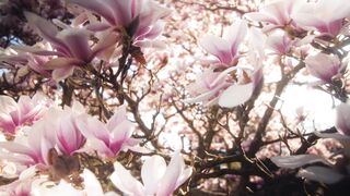 WallPics - 4K Wallpapers - id | Trending HD Video 57