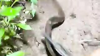 Looking for a fish or eel... Thanks for watching..!! 24