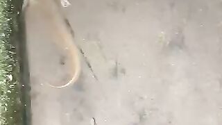 Looking for a fish or eel... Thanks for watching...!! 3
