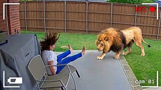 Wild Animals Invading Cities Caught on Camera