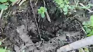 Looking for a fish or eel.. Thanks for watching..!! 48