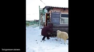 Funny Videos Part 85