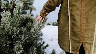 Winter solstice - person touching plant on snow | Trending HD Video