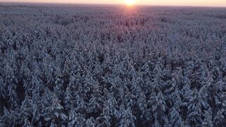 Winterhalter - drone footage of a winter forest at sunset | Trending HD Video