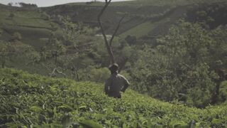 4K Wallpaper - farmer looking at his crops | Trending HD Video