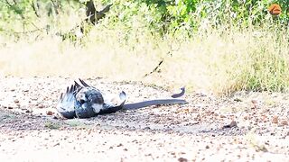 Three cheetahs vs ostrich.mp4.2026