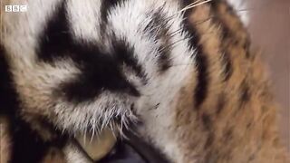 Rare Tiger vs Boar Fight.mp4.2026