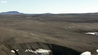 Wolf Pack Hunts A Hare.mp4.2026