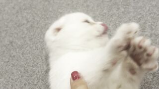 Funnyfuzzy - cute white kitten playfully interacts indoors | Trending HD Video