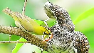 the cunning of the cuckoo