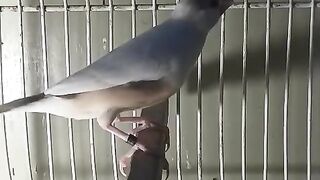 The bird Pari