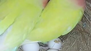 Chicken heatedness