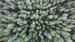 Silly Smile Live Wallpaper 4K - aerial view of lush evergreen forest in 4k | Trending HD Video