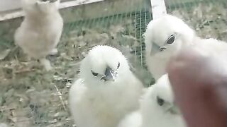 Brooder chicken