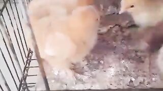 How much sweet