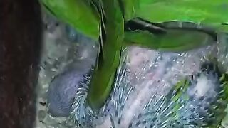 Angry birds 8