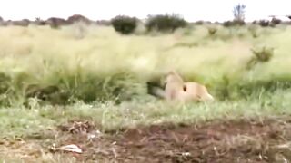 Unexpected Animal Moments Caught on Camera 2