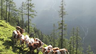 Wallpaper hanging - cattle grazing on alpine hillside in sunlight | Trending HD Video