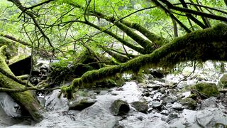 Silly Smile Live Wallpaper 4K - a forest covered in green mossy plants | Trending HD Video
