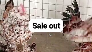 Not for sale 2