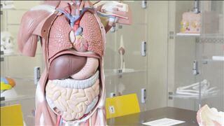 medecine cours Anatomie générale