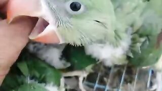 Raw green child