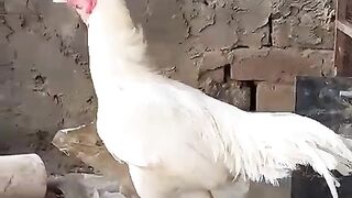 White dark enemy