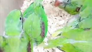 Vreen childre red beak