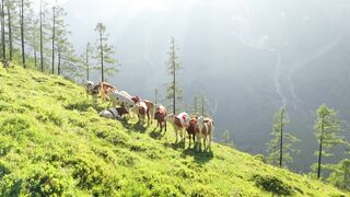 Silly Smile Live Wallpaper 4K - grazing cattle on sunlit alpine hillside | Trending HD Video