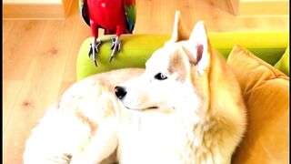 How I scared the husky?