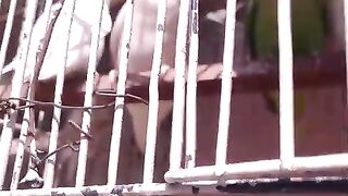 Sitting in the cage