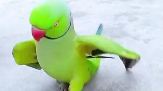 Parrot green red beak but