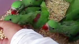 Parrot eating seeds