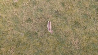 Wallpaper hanging - lonely deer on open field aerial view | Trending HD Video