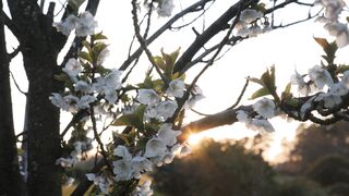 WallPics - 4K Wallpapers - id | Trending HD Video 62