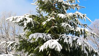 Winterhalter - a low angle view of a snow covered tree | Trending HD Video