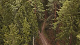 Silly Smile Live Wallpaper 4K - scenic aerial view of forest trail pathway | Trending HD Video