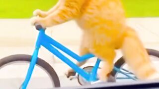 The cat in the gym
