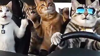 The cat in the gym 2