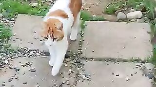 Old Aged Cats