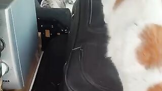Moving house - with cats