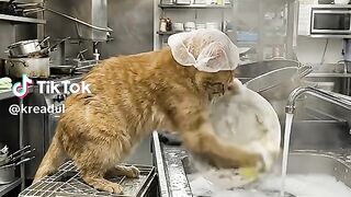 Cute Cat Washing the Dishes Like a Pro!” ????????????️