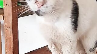 Chilli Pepper ????️ asks for chicken