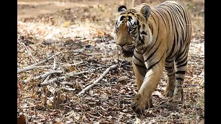 TIGERS OF TADOBA.mp4.2026