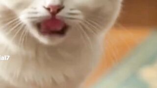 #viralvideo#freeireshta