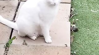 Deaf Cat Harrison